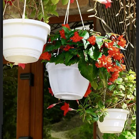 Nikoletta Буковель